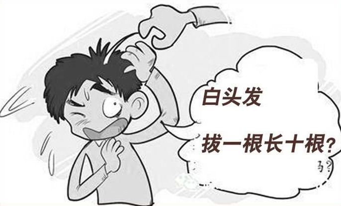 白头发能拔吗？白发怎么办？
