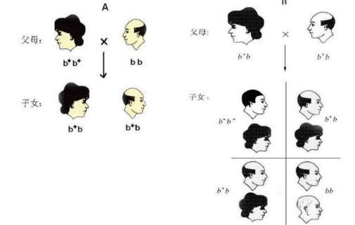 秃顶遗传 秃顶遗传