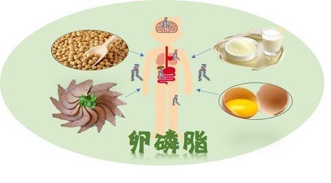 卵磷脂能治脱发吗？