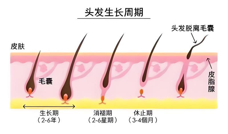 头发的生长周期 头发的生长周期